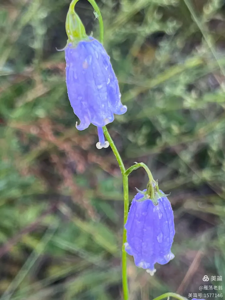 北方的长柱沙参